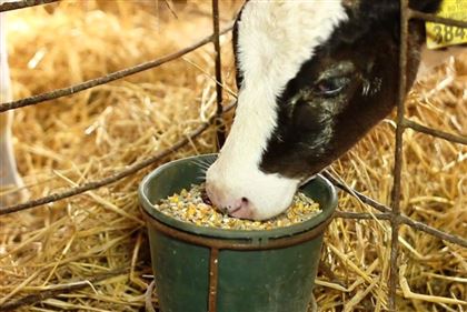 В Мангистау на закуп корма для скота направят 5,3 миллиарда тенге