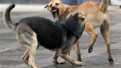 Бродячие собаки нападают на скот в Западном Казахстане