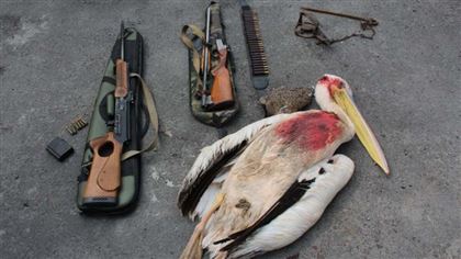 В Алматинской области браконьер убил краснокнижного пеликана