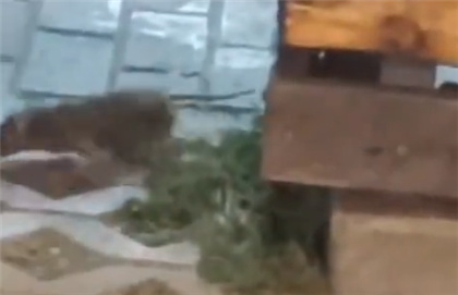 "Мясо убежало!" - алматинцы обсуждают видео с крысой возле фургончиков с едой в одном из ТРЦ
