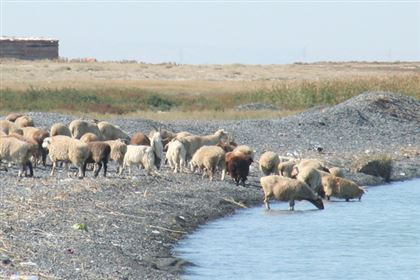 Исчезнет ли лучшее мясо Казахстана: животноводы с Запада бьют тревогу