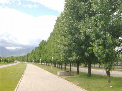 Электронный реестр зеленых насаждений появился в Алматы