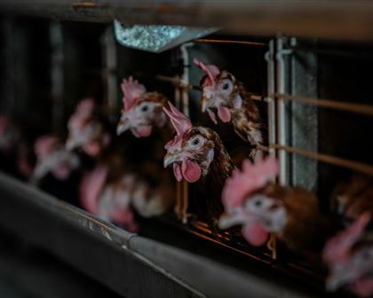 В Костанае оправдали бывшего чиновника, которого обвиняли в сокрытии падежа на птицефабрике