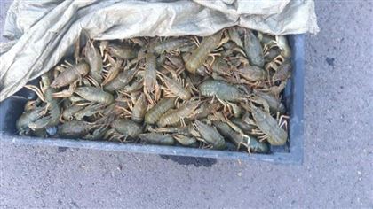 66 кг раков изъяли у браконьера в Восточном Казахстане