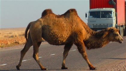 В Актау владелец верблюда выплатит компенсацию пострадавшему в ДТП водителю 