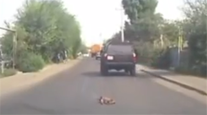 Казахстанцев возмутило видео, на котором водитель переехал собаку и поехал дальше