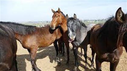 В Туркестанской области похитили табун лошадей