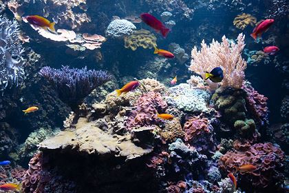 О массовой гибели кораллов по всему миру сообщили ученые