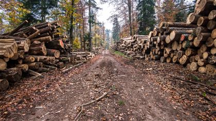 В акимате СКО объяснили вырубку 48 гектаров леса