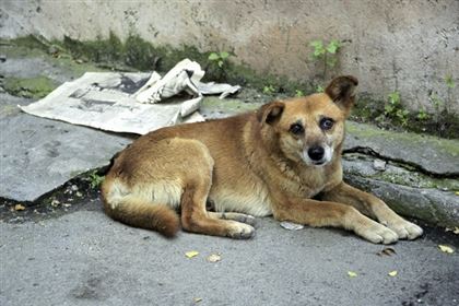 Убивать беззащитных собак и кошек – подло и мерзко