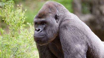Памятник убитой 5 лет назад горилле Харамбе установили в США