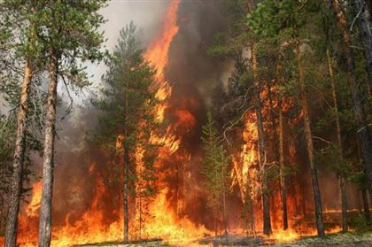В Сирии за поджоги лесов казнили более 20 человек