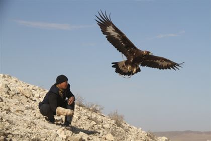 Голландия обскакала Казахстан по количеству охотников с ловчими птицами