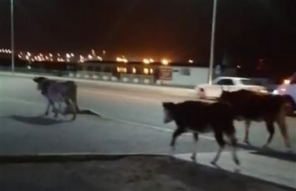 Водителей предупредили о "пасущемся" на проезжей части скоте в Актау