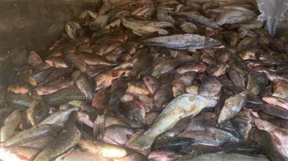 В Алматинской области у водителя "Газели" изъяли почти 3 тонны рыбы