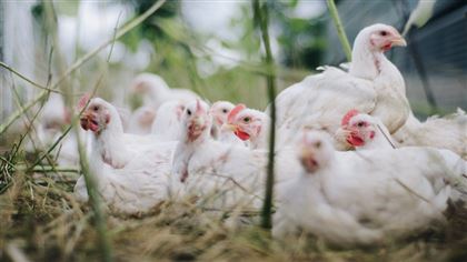 150 тысяч кур уничтожат из-за вспышки птичьего гриппа в Японии