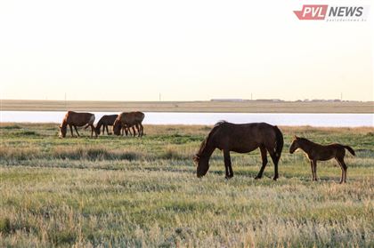 Более 20 лошадей на пять миллионов тенге украл за месяц сельчанин из Павлодарской области 