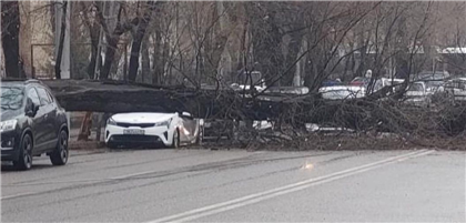 Автомобиль расплющило деревом в Алматы