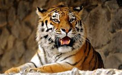 Зоопарк Алматы пополнился двумя амурскими тиграми
