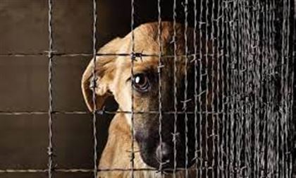 Новые поправки запрещают публиковать кадры жестокого обращения с животными в СМИ