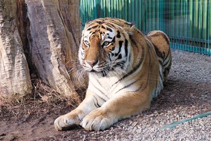 Зачем Урману разгрузочный день: как живет самый популярный тигр Алматы
