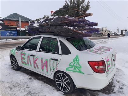 И вот она, нарядная: казахстанцы стали чаще покупать живые елки