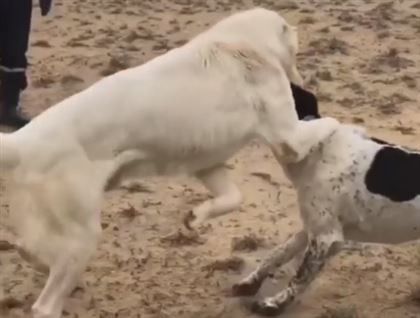 Собачьи бои попали на видео в Мангистауской области