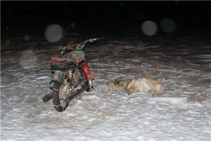 В Кызылординской области задержали подозреваемых в браконьерстве с тушей сайгака