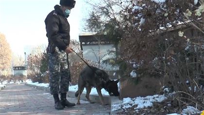 В Алматы служебная собака нашла боеприпасы у станции метро «Абай»