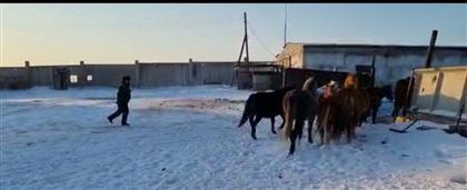 В Павлодаре полицейские поместили на штрафстоянку 30 лошадей