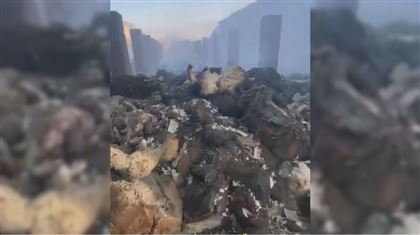 В Туркестанской области в пожаре погиб пастух и сгорели больше тысячи овец