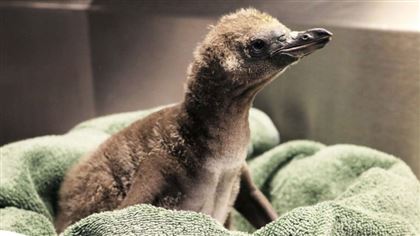 В зоопарке США однополые пингвины впервые стали родителями