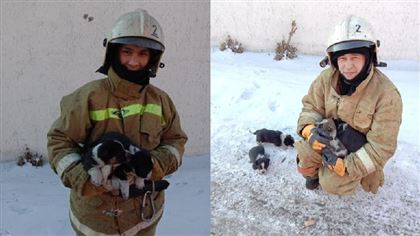 В Экибастузе из горящего здания спасли щенков