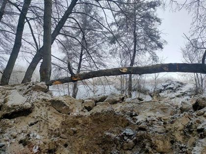 Воры в Актобе вырубили уникальные деревья