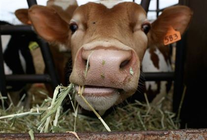 Из-за массовой болезни коров сразу 4 села закрыли на карантин в Атырауской области