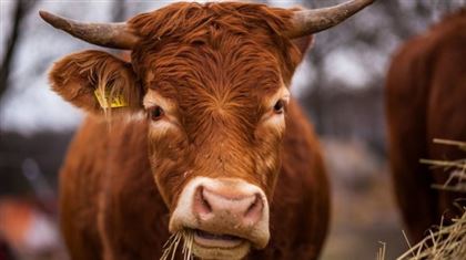  Карагандинской области произошла вспышка бешенства среди коров