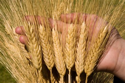 Россия ввела запрет на вывоз зерновых культур в страны ЕАЭС