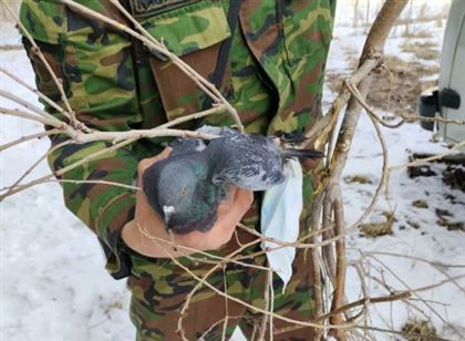 В Усть-Каменогорске спасли голубя, который запутался в медицинской маске