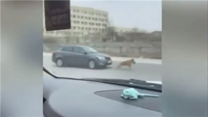 Водитель, пытавшийся сбить собаку в Актау, избежал наказания