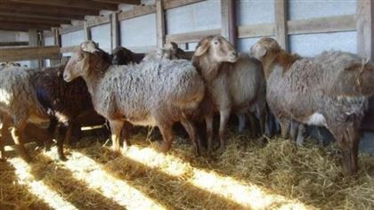 В Павлодарской области собаки проникли в загон с овцами и всех загрызли