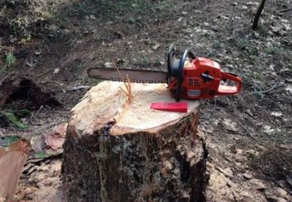 В Костанае подрядчик незаконно вырубил более 14 000 деревьев