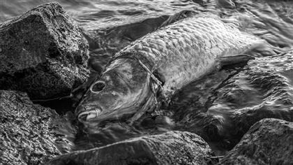 В СКО в двух озерах погибла рыба