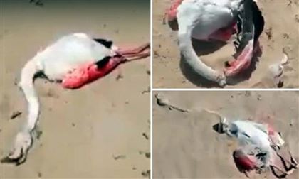 В песках Мангистауской области погибают фламинго 