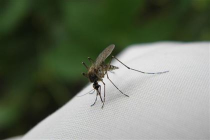 Почти 130 миллионов тенге выделили в Атырау на борьбу с комарами