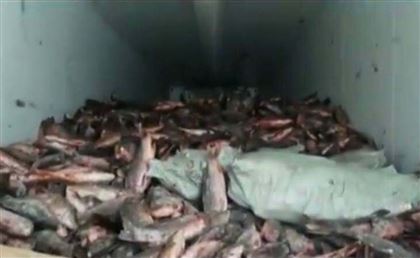 Житель Актобе пытался незаконно ввезти в Караганду 18 тонн рыбы