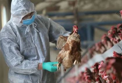 В Китае выявили первый случай заражения человека вирусом птичьего гриппа H3N8