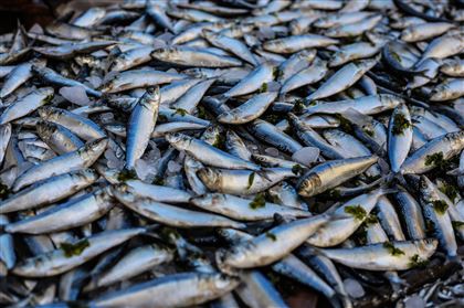 Больше полутонны погибшей рыбы собрали в Атырауской области