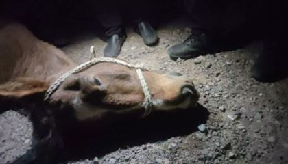 В Павлодарской области лошадь стала причиной ДТП