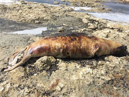 Тушки мёртвых тюленей вновь обнаружены на побережье Каспийского моря 