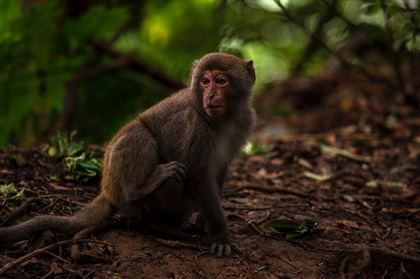 В Латвии выявили первый случай заболевания оспой обезьян